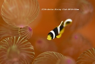 kumanomi200616.jpg