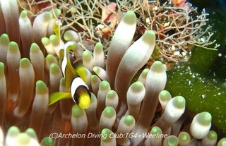 kumanomi230919-nn.jpg