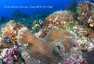 kumanomi240522-n.jpg