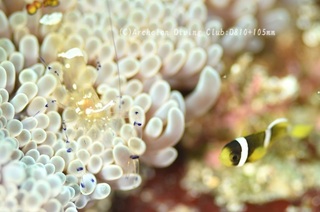 kumanomi240723-yg.jpg