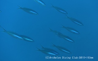 kumazasa240805-n.jpg