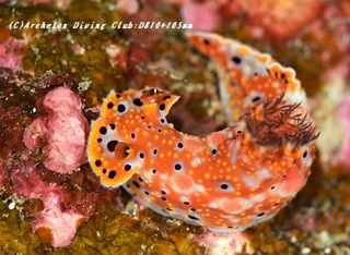 kumejimahyoumon190108-04.jpg