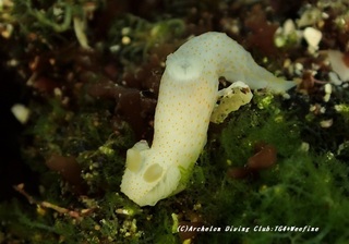 kunihada210421-so.jpg