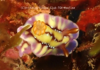 kurakatoa231227-y.jpg