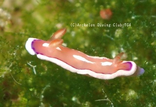 kurasaki240727-so.jpg