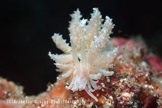 kuriputimu240924-y.jpg
