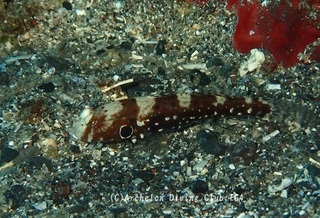 kurohoshi241125-y.jpg