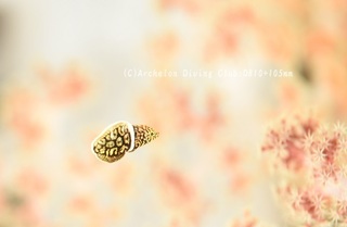 kurohuchisusuki231012-n01.jpg