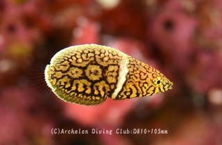kurohuchisusuki240819-n02.jpg