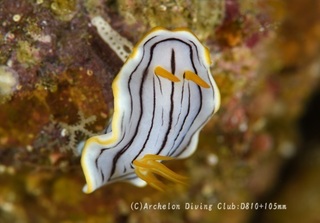 kurosuji240412-n.jpg