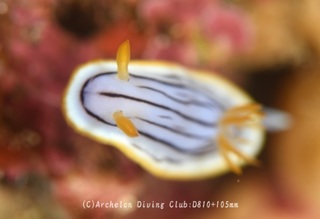 kurosuji240418-n.jpg