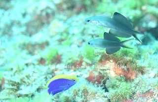 kuroyuri240724-y.jpg