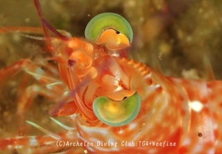 kurumaebi240718-s.jpg