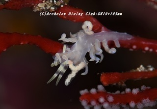 kusenia190620.jpg