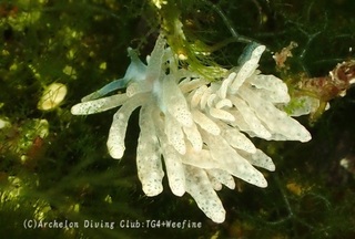 kusenia240413-y.jpg