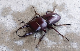 kuwagata240827.jpg