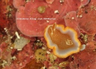 kyarameru201107.jpg