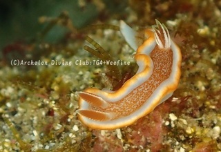 kyarameru240329-s.jpg
