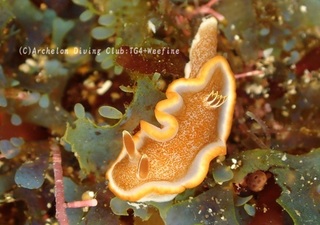 kyarameru240403-s.jpg