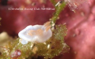 kyarameru241104.jpg