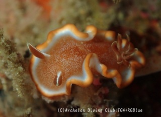 kyarameru250126-y.jpg