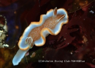kyarameru250128-y.jpg