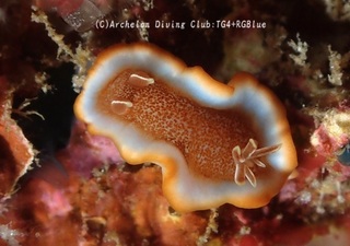 kyarameru250327-y.jpg