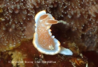 kyarameru250328-s.jpg