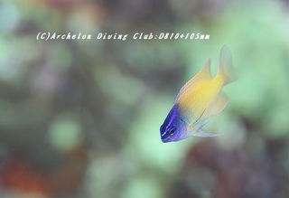 lemon180824-02.jpg