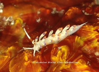 macchibo230817-ya.jpg