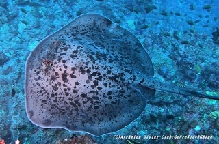 madaraei210112-na.jpg