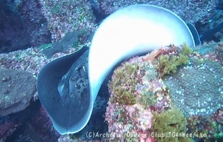 madaraei240516-s01.jpg