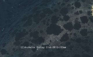 madaraei240808-n.jpg