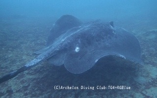 madaraei250130-k.jpg
