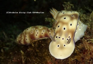 madarairo201120.jpg