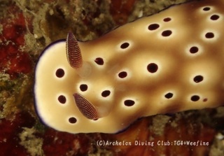 madarairo240226-k.jpg