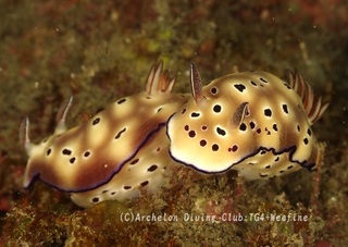 madarairo240306-k.jpg