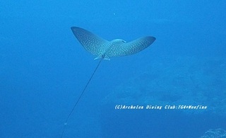 madaratobi220126-yyy.jpg