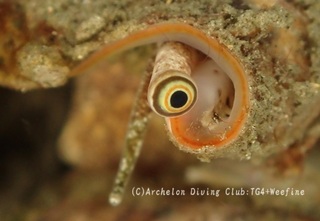 magaki240121-k.jpg