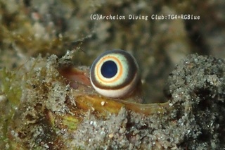 magaki250312-k.jpg