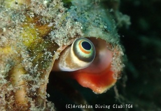 magaki250415-k.jpg