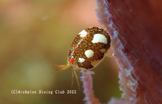 makiehotei250319-s.jpg