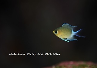 marusuzume191009-01.jpg