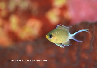 marusuzume200616.jpg