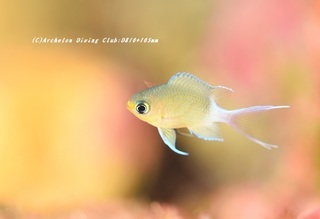 marusuzume201111-02.jpg