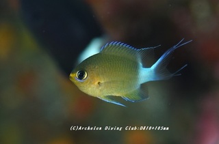 marusuzume230830-n.jpg