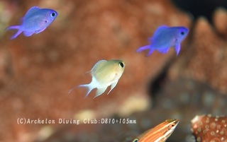 marusuzume231127-n.jpg