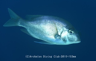 meichi231210-n.jpg