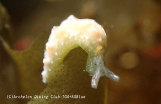 midori250331-y02.jpg