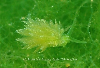 midoriamamo240522-y.jpg